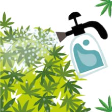 growing pot, growing marijuana, growing cannabis, how to grow pot